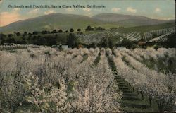 Orchards and Foothills Postcard