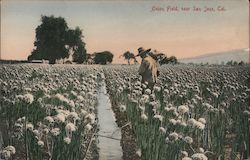 Onion field, San Jose, Cal California Postcard Postcard Postcard