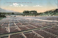 Acres of drying prunes, near San Jose, Cal. California Postcard Postcard Postcard