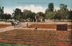 Fruit drying near San Jose, California Postcard