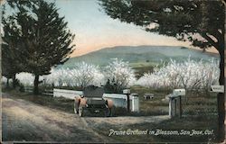 Prune Orchard in Blossom San Jose, CA Postcard Postcard Postcard