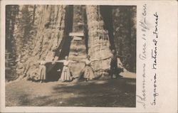 General Sherman Tree Sequoia National Forest Postcard