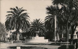 Palm Trees and a Fountain Sausalito, CA Postcard Postcard Postcard