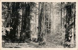 Armstrong Woods Guerneville, CA Postcard Postcard Postcard