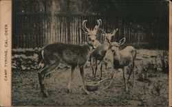 Camp Tyrone Deer Postcard