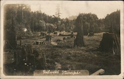 Redwood Stumps Postcard