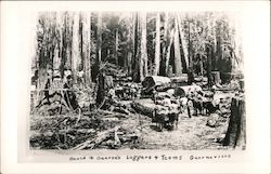 Heald and Guerne's Loggers and Teams Postcard