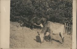 Cows Grazing Guerneville, CA Postcard Postcard Postcard