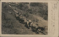 A Man Herding Cattle Guerneville, CA Postcard Postcard Postcard