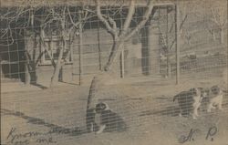 Three Puppies Behind a Fence Postcard