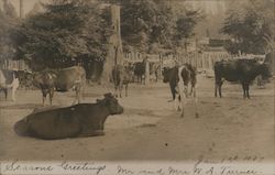 A Field of Cows Postcard