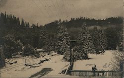 A Snowy Scene with Trees and Railroad Tracks Postcard