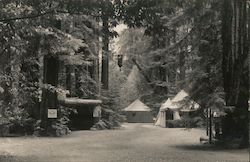 Several Tents in the Woods Guerneville, CA Postcard Postcard Postcard