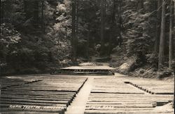 Amphitheatre - State Park Guerneville, CA Postcard Postcard Postcard