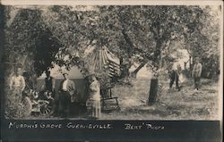 Murphy's Grove Guerneville, CA Postcard Postcard Postcard