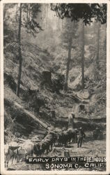 Early Days in the Redwoods - Sonoma County Guerneville, CA Postcard Postcard Postcard