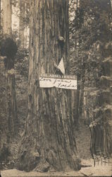 A Sign Posted to a Large Tree Postcard