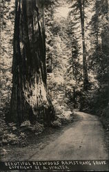 Beautiful Redwoods Armstrong Grove Guerneville, CA Postcard Postcard Postcard