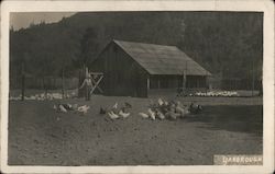 A Man in a Field of Chickens Guerneville, CA Postcard Postcard Postcard