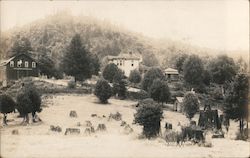 A Field of Tree Stumps Postcard