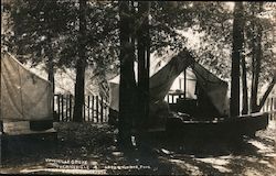 Vine Hill Grove Guerneville, CA Postcard Postcard Postcard