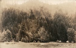 Vine Hill Farm Guerneville, CA Postcard Postcard Postcard