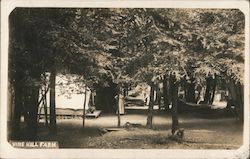 Vine Hill Farm Guerneville, CA Postcard Postcard Postcard