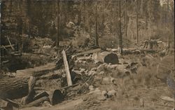 A Field of Sheep and Trees Postcard