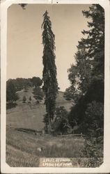 150 Foot Redwood Springdale Home Guerneville, CA Postcard Postcard Postcard