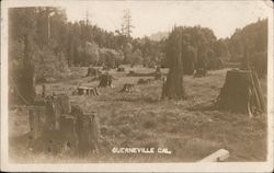 Redwood Stumps Guerneville, CA Postcard Postcard Postcard