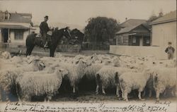 A Man on a Horse Herding Sheep Postcard