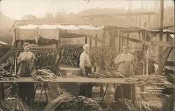 Tobacco Plantation Postcard