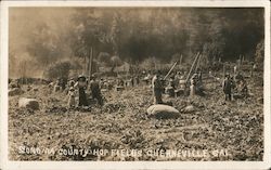 Sonoma County Hop Fields Guerneville, CA Postcard Postcard Postcard