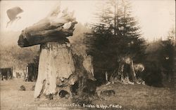 Redwood Stumps Postcard