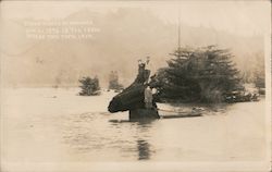 A Man Standing on a Tree in Flood Waters Postcard