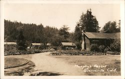 Murphy's Resort Guerneville, CA Postcard Postcard Postcard