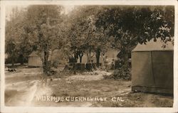 Murphy's Guerneville, CA Postcard Postcard Postcard