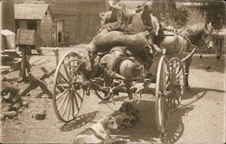 A Horse Drawn Carriage Stacked with Dead Deer Guerneville, CA Postcard Postcard Postcard