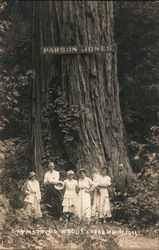 Armstrong Woods Park Guerneville, CA Postcard Postcard Postcard