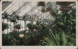 Edith Roosevelt's Orchid Collection, White House Conservatories Postcard