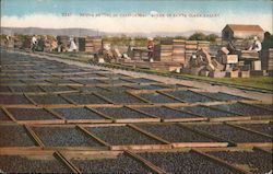 Prune Drying in California Scene in Santa Clara Valley Postcard