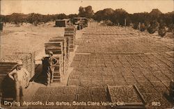 Drying Apricots in the Santa Clara Valley Los Gatos, CA Postcard Postcard Postcard