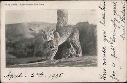 "Los Gatos," Spanish for The Cats California Postcard Postcard Postcard