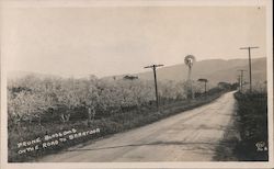 Prune Blossoms on the Road to Saratoga Postcard