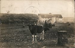 Cows in a Pasture Postcard