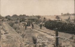 Scene on the Ranch Near Willows Glenn California Postcard Postcard Postcard