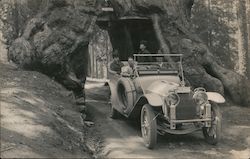 A Car Driving Through a Redwood Tree Yosemite, CA Postcard Postcard Postcard