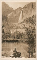 Bear - Yosemite National Park Postcard