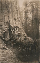 Horse Drawn Wagon Through the Wawona Tunnel Tree Yosemite, CA Postcard Postcard Postcard