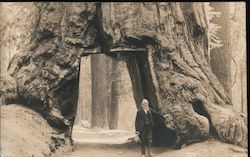 Galen Clark with Giant Redwood Yosemite, CA Postcard Postcard Postcard